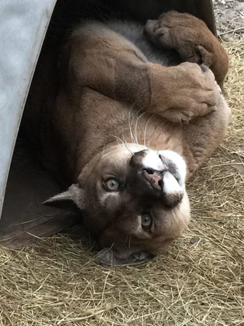 http://bigcatrescue.org/wp-content/uploads/2015/04/Mickey-Cougar-2015-04-05-15.32.40.jpg