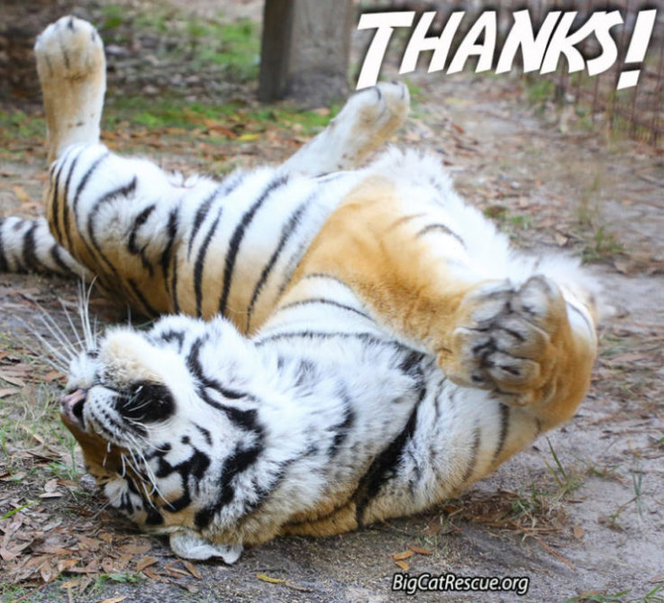 Thanks Tiger