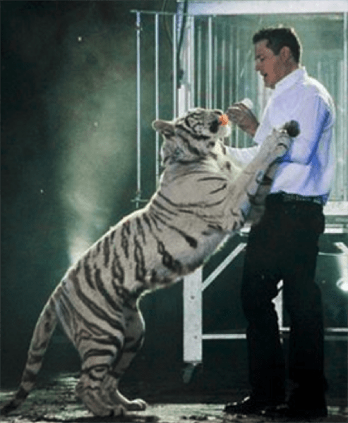 Using baby bottle to dominate tiger  AdvoCat 2015 04 Top5AbuseTigerTrainer