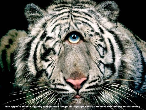 This photo was done in photo shop, but we have seen images of exotic cats who were so inbred that they had only one eye like this cyclops.  cyclops white tiger CyclopsWhiteTiger2