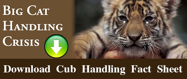 Download Cub Handling Factsheet  Cubs DownloadCubHandlingFactsheet