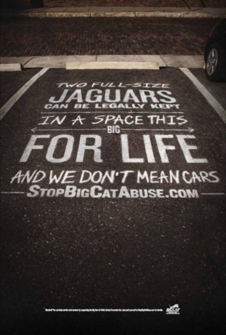 Jaguar Parking Michael Schillig