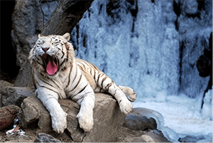 white tiger abuse  AdvoCat 2015 06 Most Shocking 1