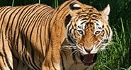Bengali Tiger Snarl