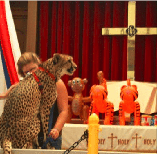 cheetah in church  Big Cat Bans Enacted cheetahchurch