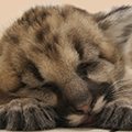 cougar cub sleeping