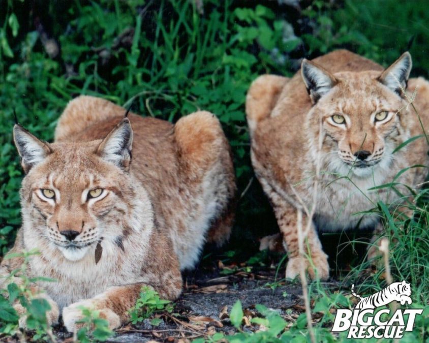 APOLLO & ZEUS siberian lynx brothers and fur farm survivors!