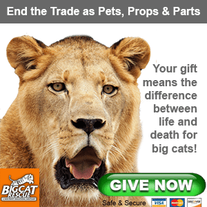 Donate to Big Cat Rescue  Congress Asks Airlines to Stop Shipping Wildlife Trophies GiveCameron