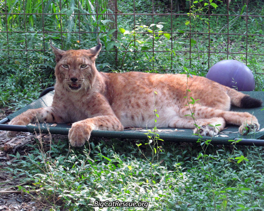 Apollo Siberian Lynx LOVES his Coolaroo which was a gift from online viewers. Photo by Mary Lou Geis