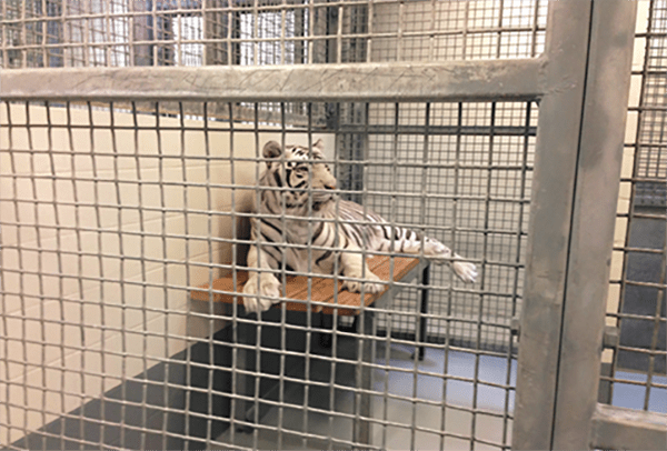 Houston Downtown Aquarium White Tiger Abuse  AdvoCat 2015 11 HoustonDowntownAquariumWhiteTigerAbuse