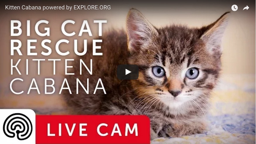 LIVE kitten cam