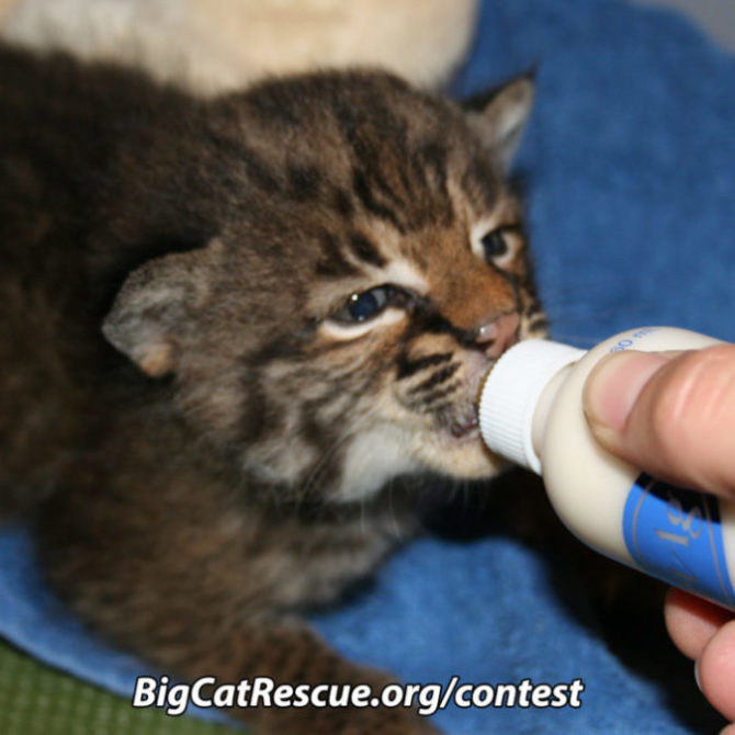 Big Cat Rescue Contest