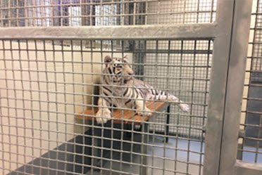 Tiger on platform in cage