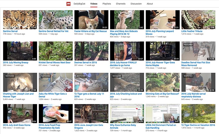 Daily Big Cat You Tube 2016