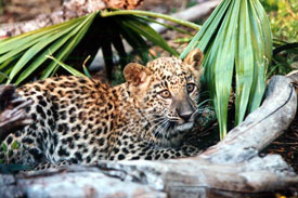 Sundari Leopard as a cub  Sundari Sundari LEOPARD CUB