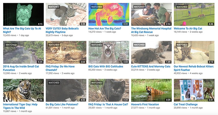 YouTube Videos of cats
