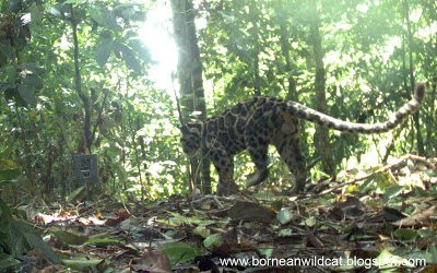 clouded leopard project