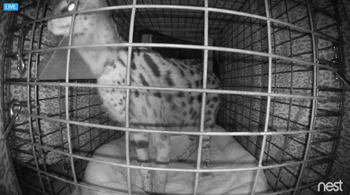 nala serval morning after surgery
