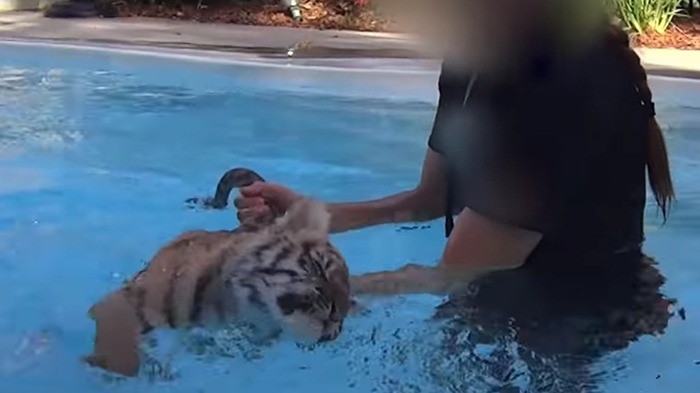 cub forced to swim dcwt