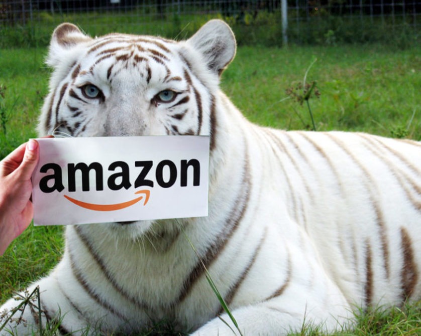amazon smile-zabu white tiger