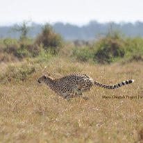 mara cheetah