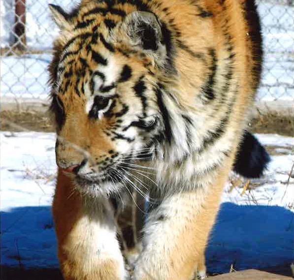 tigers 2006  Nov 16 2016 TIGERS2006