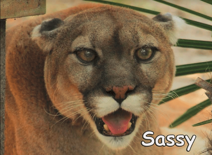 vote sassy cougar