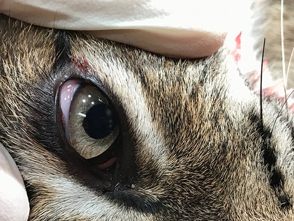 chief spotted eye bobcat rehab