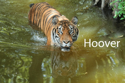 2016 hoover tiger