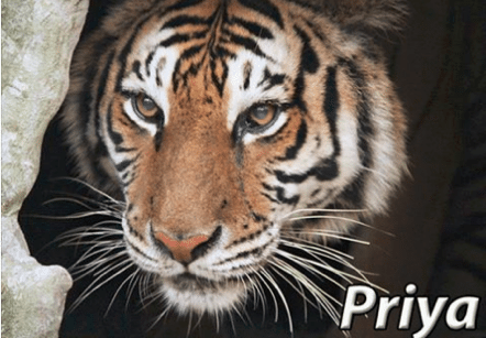 2016 priya tiger  Dec 15 2016 2016PriyaTiger