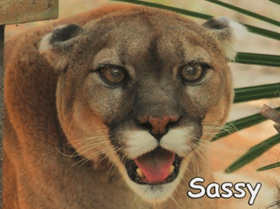 2016 sassy cougar