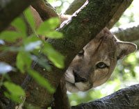 cougarsly_in_tree  Dec 17 2016 CougarSly in tree