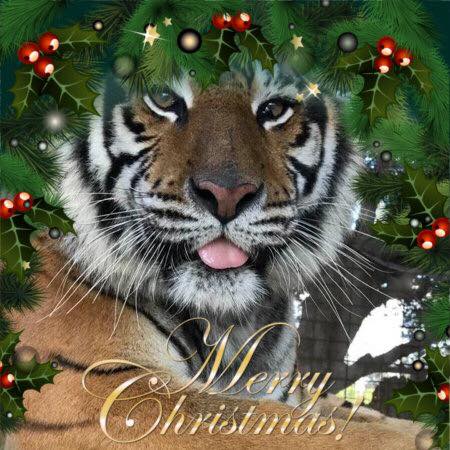merry christmas priya tiger Jamie Sudberry