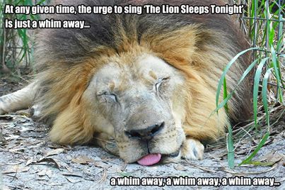 Jan 20 2017 Lion Sleeps Tonight