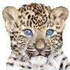 Jan 10 2017 cub leopard face