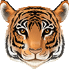 Feb 7 2017 tiger face
