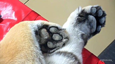 Feb 21 2017 0 seth paws