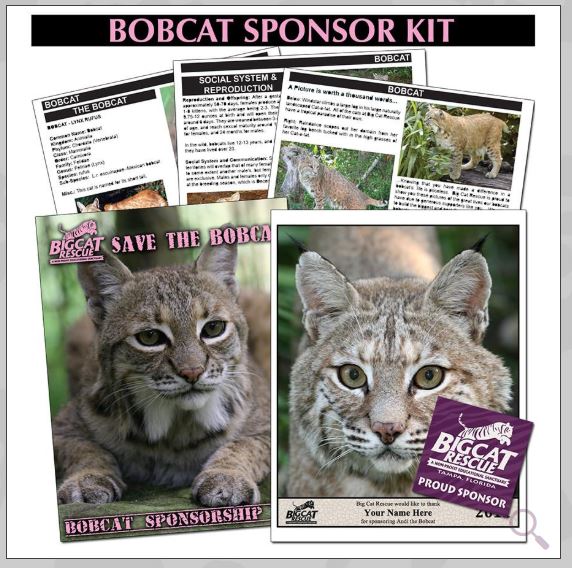 Bobcat Sponsor Kit