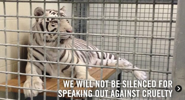 A judge has dismissed the baseless defamation suit aimed at silencing the Animal Legal Defense Fund’s criticism of the inhumane tiger exhibit at Houston’s Downtown Aquarium. The judge also awarded over $170,000 in attorneys’ fees and $450,000 in sanctions against Landry’s in order to discourage the filing of future suits designed to suppress free speech. Ultimately, our primary concern is the tigers’ well-being, so we intend to move forward with a lawsuit under the Endangered Species Act