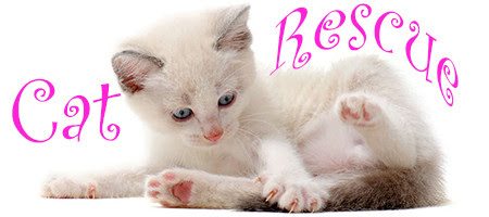 beautiful playing siamese kitten in front of white background