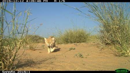 Sand Cats in Morocco 1