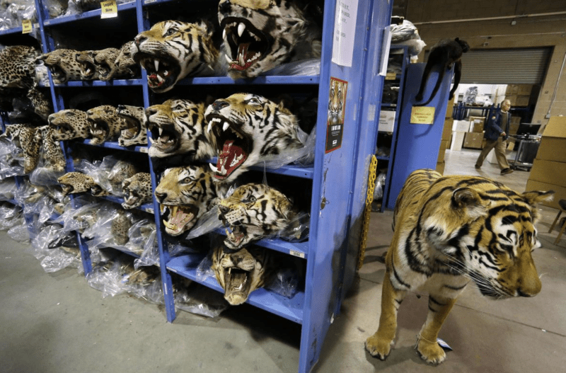Tiger Poaching Confiscation  Cubs TigerPoachingConfiscation
