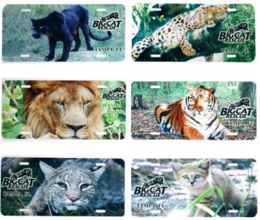 Auto Plate - Big Cat Photo Vanity Plate $8.00 Show your support for BCR with these vanity auto plates featuring your favorite cat. Wild Cat License Plates feature felines residing at Big Cat Rescue. Choose Sabre the Black Leopard, Simba the Leopard, Joseph the Lion, Shere Khan the Tiger, Windstar the Bobcat or Genie the Sand Cat. Each is a standard sized collector license plate that is made of an aluminum type metal with pre-cut bolt holes.