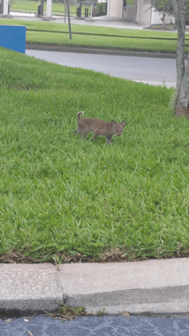 Baby Bobcat Rescue Attempt  July 22 2017 2017 07 22 07