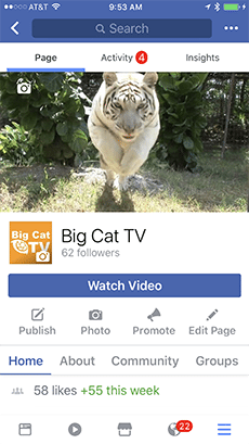 August 12 2017 FBBigCatTV