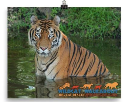 Celebrate Big Cat Rescue's 25th anniversary and help support conservation projects aimed at saving tigers, ocelots, cougars, bobcats, and lions in the wild with the purchase of this awesome 2017 Wildcat Walkabout photo. Glossy color 8x10 photo of Hoover the tiger features the Wildcat Walkabout logo silhouettes of tiger, ocelot, cougar, bobcat, and lion and the text "Wildcat Walkabout - Big Cat Rescue - 25 Saving Big Cats for 25 Years - End Exploitation, Support Conservation. Proceeds from the sale of these tees go towards; Primorskii Regional Non-commercial Organization in Russia, S.P.E.C.I.E.S. in Trinidad, The Mountain Lion Foundation and the Felidae Conservation Fund in California, and Working Dogs for Conservation in Africa.
