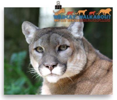 Celebrate Big Cat Rescue's 25th anniversary and help support conservation projects aimed at saving tigers, ocelots, cougars, bobcats, and lions in the wild with the purchase of this awesome 2017 Wildcat Walkabout photo. Glossy color 8x10 photo of Reise the cougar features the Wildcat Walkabout logo silhouettes of tiger, ocelot, cougar, bobcat, and lion and the text "Wildcat Walkabout - Big Cat Rescue - 25 Saving Big Cats for 25 Years - End Exploitation, Support Conservation. Proceeds from the sale of these tees go towards; Primorskii Regional Non-commercial Organization in Russia, S.P.E.C.I.E.S. in Trinidad, The Mountain Lion Foundation and the Felidae Conservation Fund in California, and Working Dogs for Conservation in Africa.