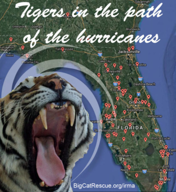 Tigers In The Path Of Hurricanes  Map of Big Cat Owners TigersInThePathOfHurricanes