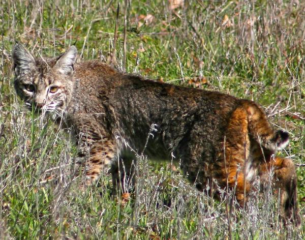Felidae Bobcat Conservation  2019 Annual Report FELIDAEBobcatStudy2