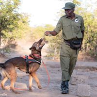 Lions Working Dogs
